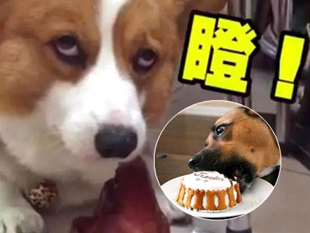囧人囧事 搞笑！狗狗被主人用零食挑逗戏耍