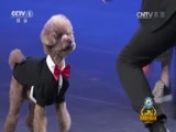 吉尼斯中国之夜 《2016吉尼斯中国之夜》 20160208