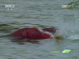 人与自然 《人与自然》 20150308 自然发现：冰川湾（下）