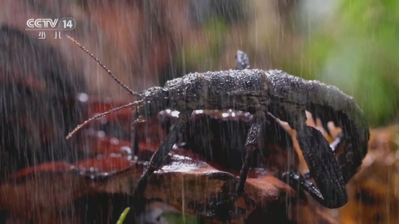 《虫虫世界漫游记》 20240129