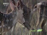 人与自然 《人与自然》 20151127 生命-猎物与猎手（下）