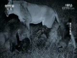 自然传奇 《自然传奇》 20171030 狮子与鬣狗