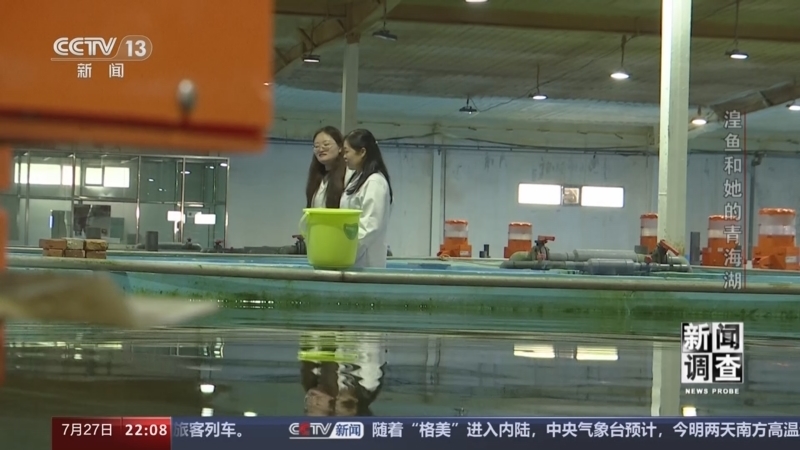 新闻调查 《新闻调查》 20240727 湟鱼和她的青海湖