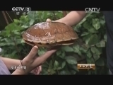 生财有道 《生财有道》 20140721 守住金钱龟 抱得金钱归