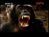 动物世界 《动物世界》 20111026