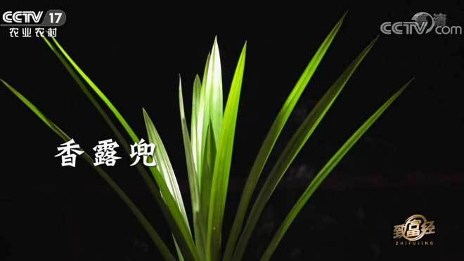 致富经 《致富经》 20200115 种在“三棵树”下的斑兰财富