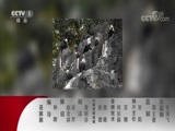 动物世界 《动物世界》 20180206 小角马历险记