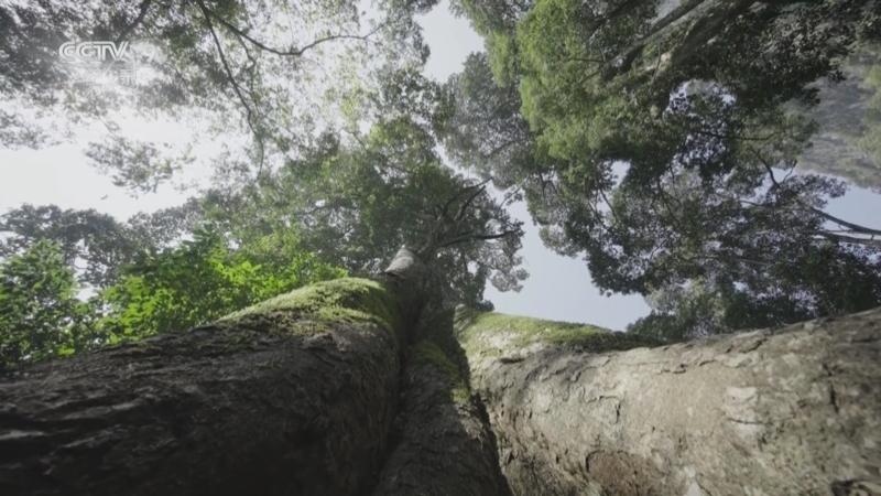 《不如去看一棵树》 第11集