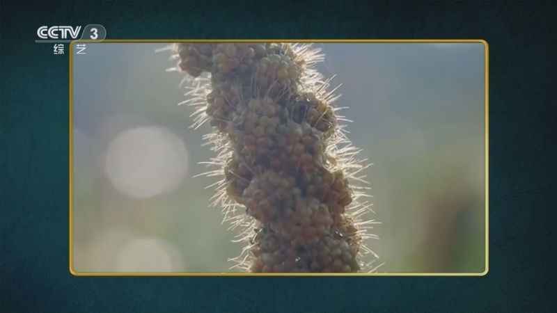 《国家宝藏·周游季》 20251114