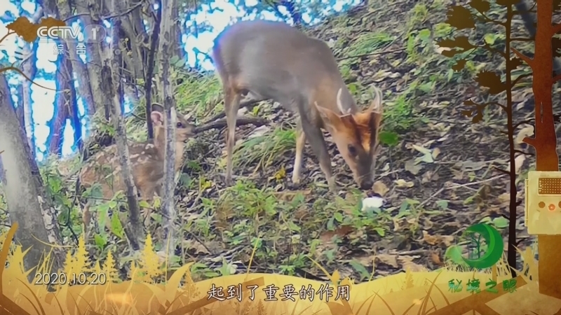 秘境之眼 《秘境之眼》 小麂 20230914
