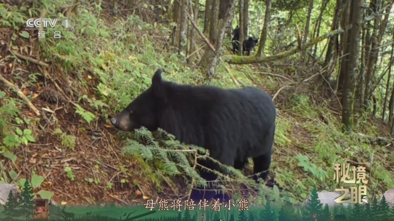 秘境之眼 《秘境之眼》 黑熊 20251017