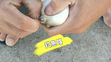 南澳岛赶海日记 多天不出海，只能去海边钓鱼，没一会儿收获还不错
