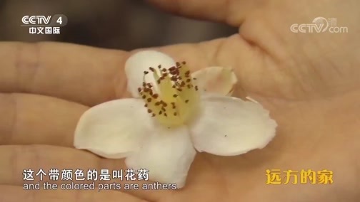 远方的家 《远方的家》 国家公园（9） 宝天曼 多彩宝天曼 20190314