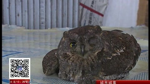 城市直通车 工厂里闯进一只猫头鹰萌死了