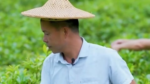 茶农传授“骑马采”采茶技巧 主持人学习手工炒茶工艺