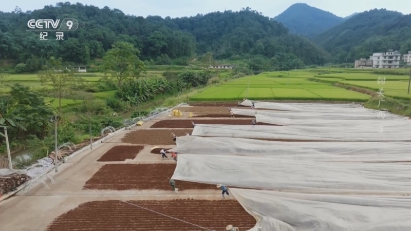 《甜美广西》 第3集 沉淀阳光