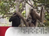 动物世界 《动物世界》 20170603 与狮子为邻