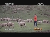 生财有道 《生财有道》 20140909 高原寻羊记