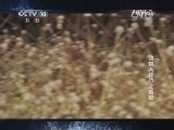 自然传奇 《自然传奇》 20140702 动物大排行之毒蛇