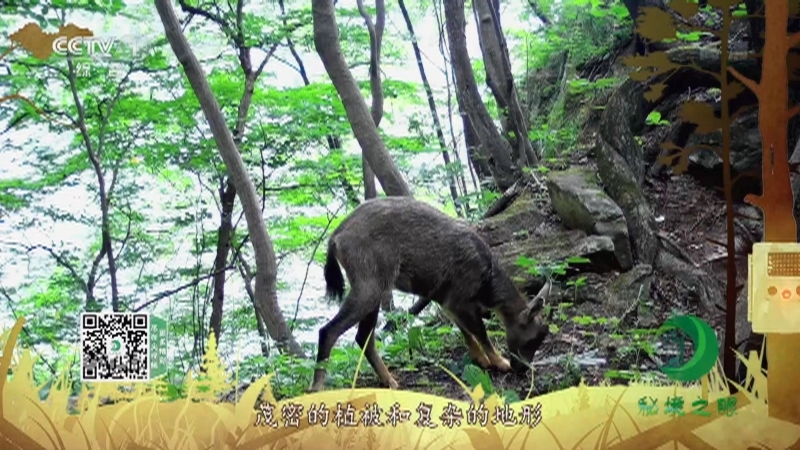 《秘境之眼》 中华斑羚 20210814