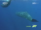 人与自然 《人与自然》 20150613 自然发现：南美野生世界——企鹅海岸（下）