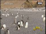 芝麻开门【央视】 芝麻开门 2010年 第256期
