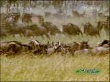 人与自然 飞越彩虹--千难万险 人与自然 20101110