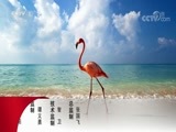 动物世界 《动物世界》 20180228 湿地之争·豹与鳄鱼