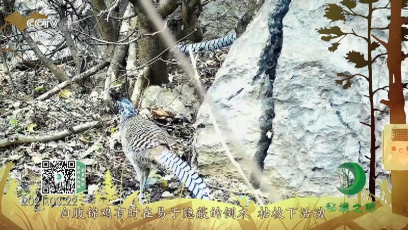 秘境之眼 《秘境之眼》 白腹锦鸡 20220316