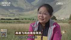 致富经 [致富经]高原飞鸡的隐秘商机 20161018