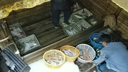 南澳岛赶海日记 广东渔民合伙200多万造铁船，每天收获海鲜过万元，比城市创业强