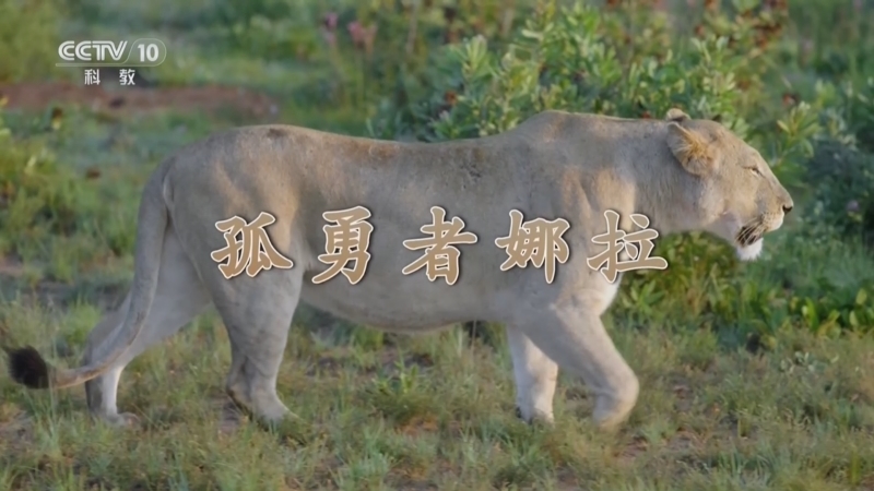 自然传奇 《自然传奇》 20260730 孤勇者娜拉