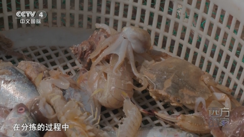远方的家 《远方的家》 20250917 山河锦绣看中国 渤海东岸 丰饶港城
