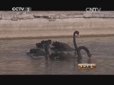 生财有道 《生财有道》 20150122 赚钱就靠“黑”（下集）