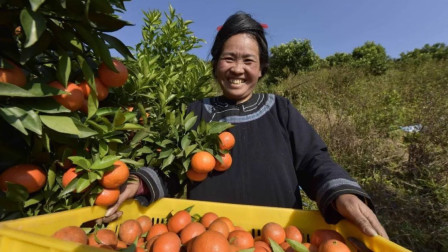 城里水果贵，很多人以为果农赚了，其实多地果农都在亏