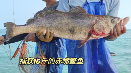 南澳岛赶海日记 彪哥再遇大黄鱼群，一连上了13条黄花鱼，还有一条16斤的大鳘鱼