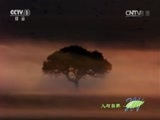 人与自然 《人与自然》 20141005 自然故事：狮群争霸（下）