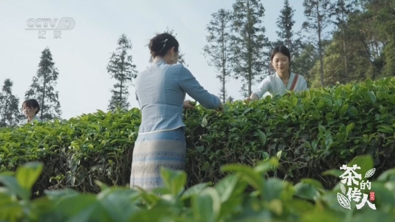 《茶的传人》 第6集 云上 普洱茶 第二集