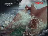 人与自然 《人与自然》 20111215 自然发现——自然界的奥林匹克冠军