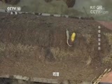 地理中国 《地理中国》 20180611 神奇的海草房