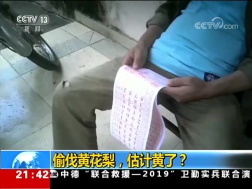新闻1+1 《新闻1+1》 20190705 偷伐黄花梨，估计黄了？