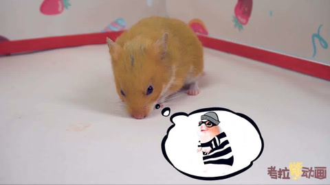 仓鼠大盗逃不掉