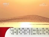 动物世界 《动物世界》 20180308 巨藻林的守卫者