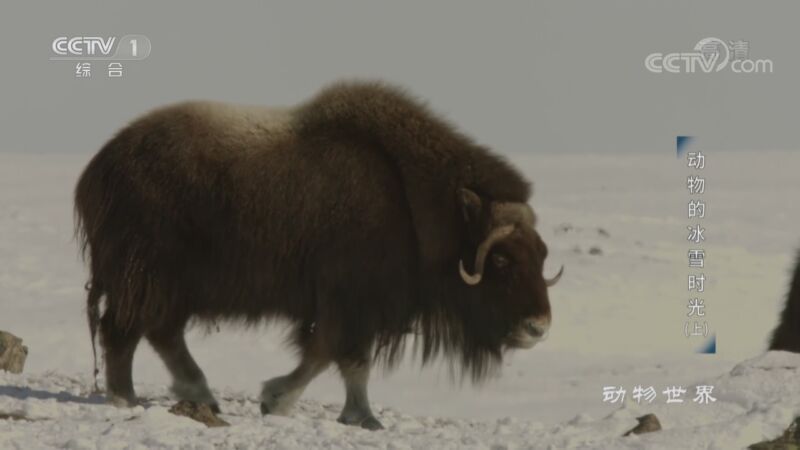 动物世界 《动物世界》 20201021 动物的冰雪时光（上）