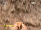 生财有道 《生财有道》 20150611 竹林微营销 土鸡变凤凰