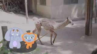 动物园的朋友们_驼羊