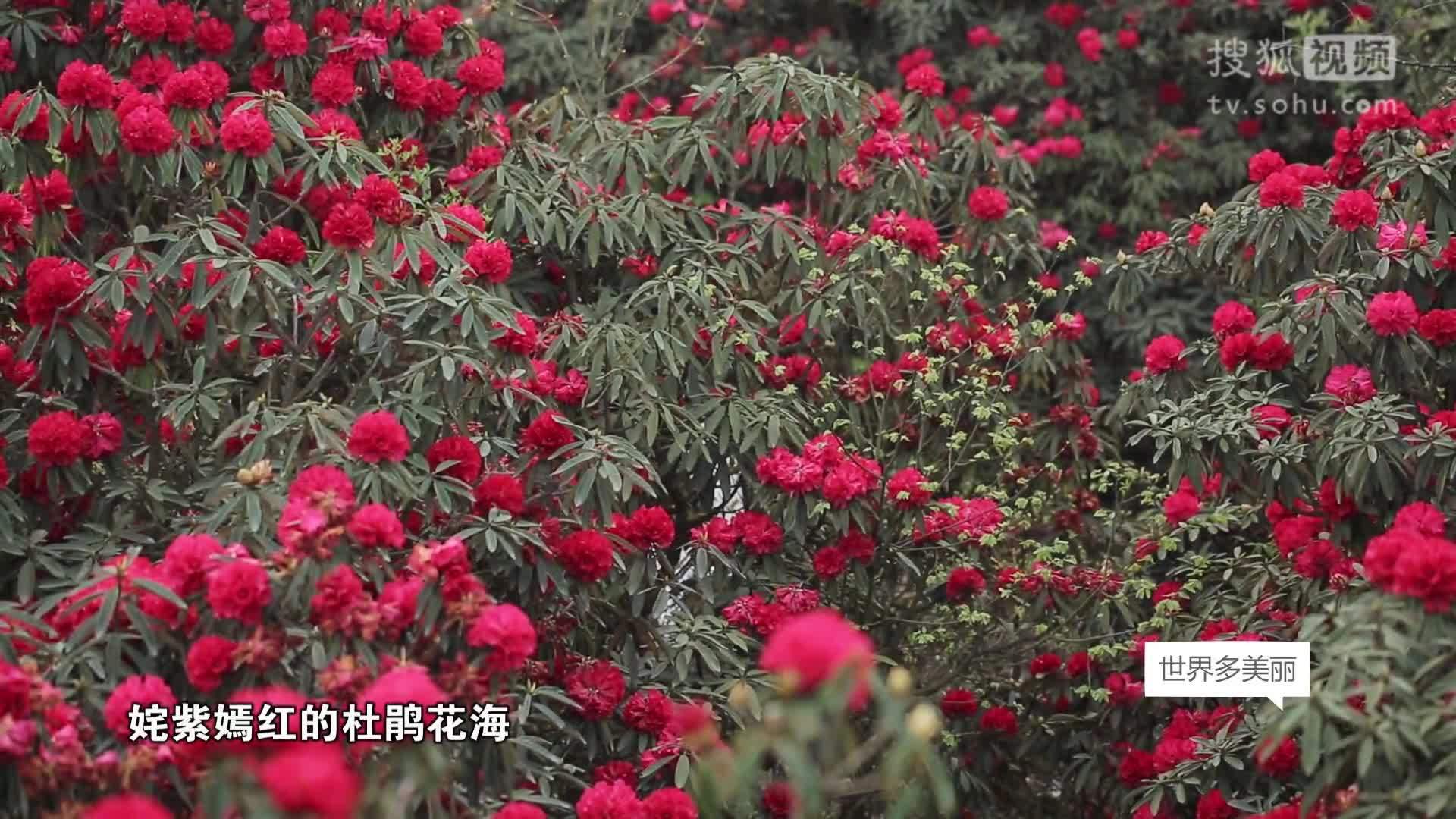 世界多美丽 毕节 毕节花海 别有洞天
