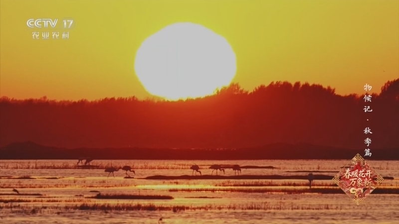 《乡土中国》 20260222 物候记·秋季篇