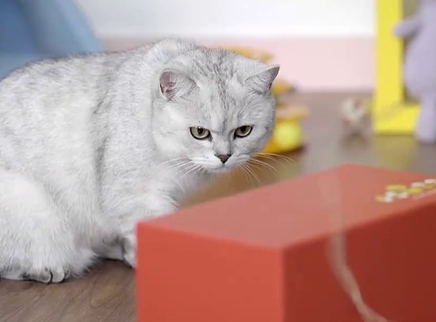 举起爪儿来 懒猫克星钓猫盒