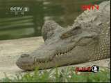 生财有道 《生财有道》 20110826 钓来的鳄鱼财富